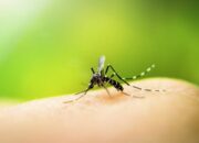 Cara Mengusir Nyamuk di Kamar Paling Ampuh