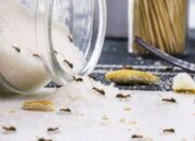 Cara Mengusir Semut Di Gula Dengan Tambahan Bahan Alami
